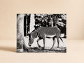 "Fancy Stripes"- Original Fine Art |8x10|Black & White Zebra Photo Portrait "K3D" Series